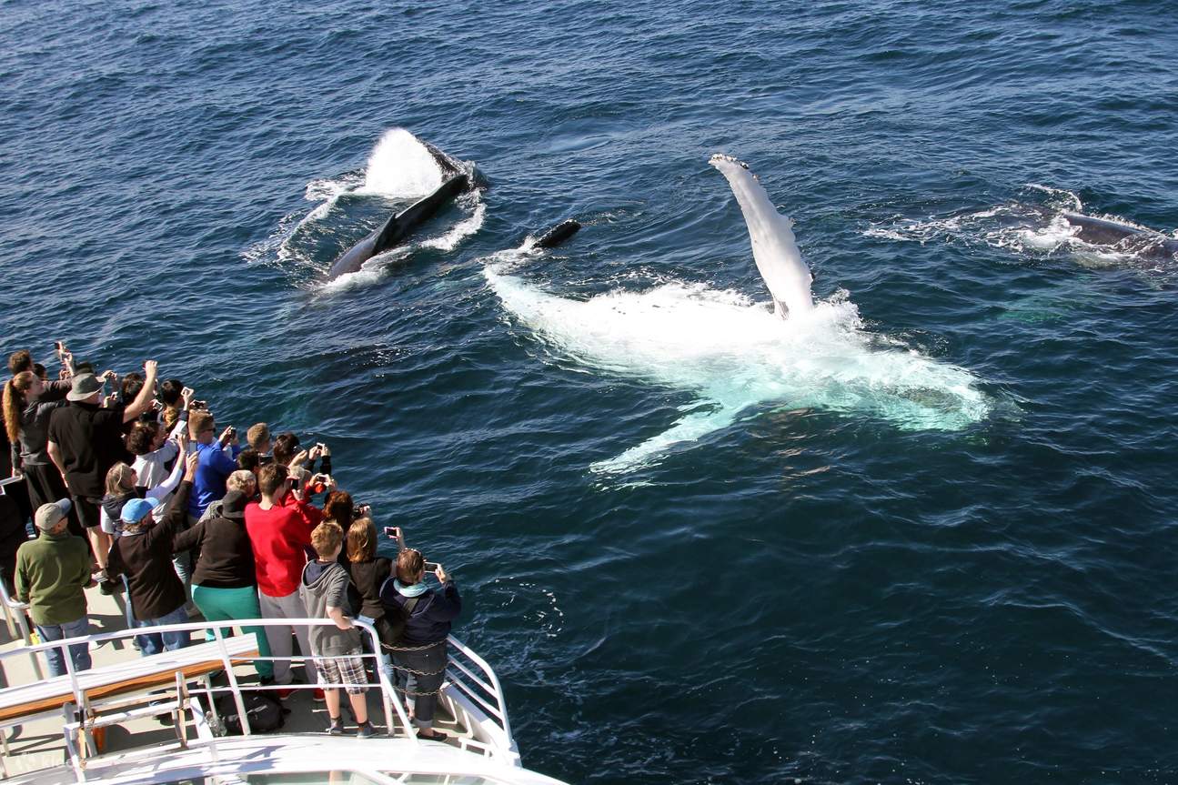 Whale Watch Cape Ann