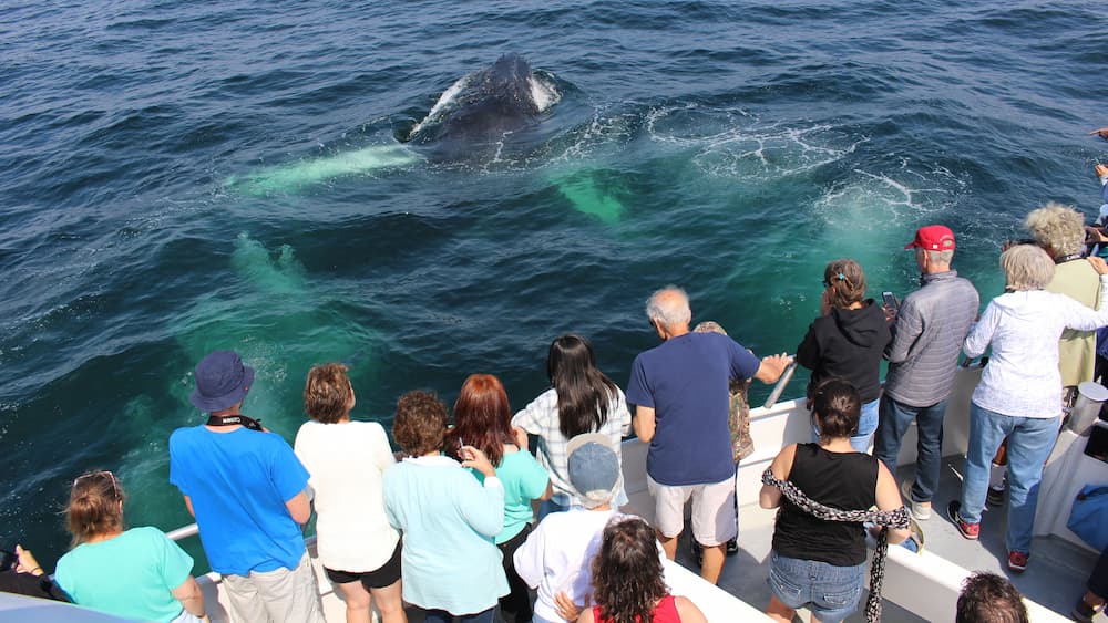 Cape Enn Whale Watch