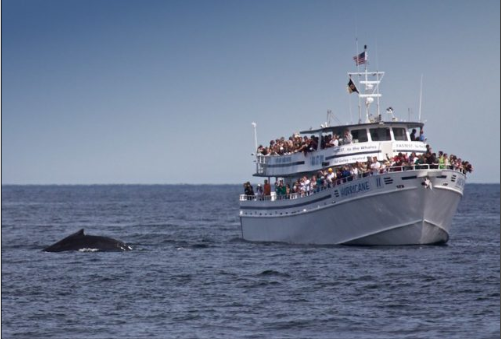 Cape Ann Whale Watch