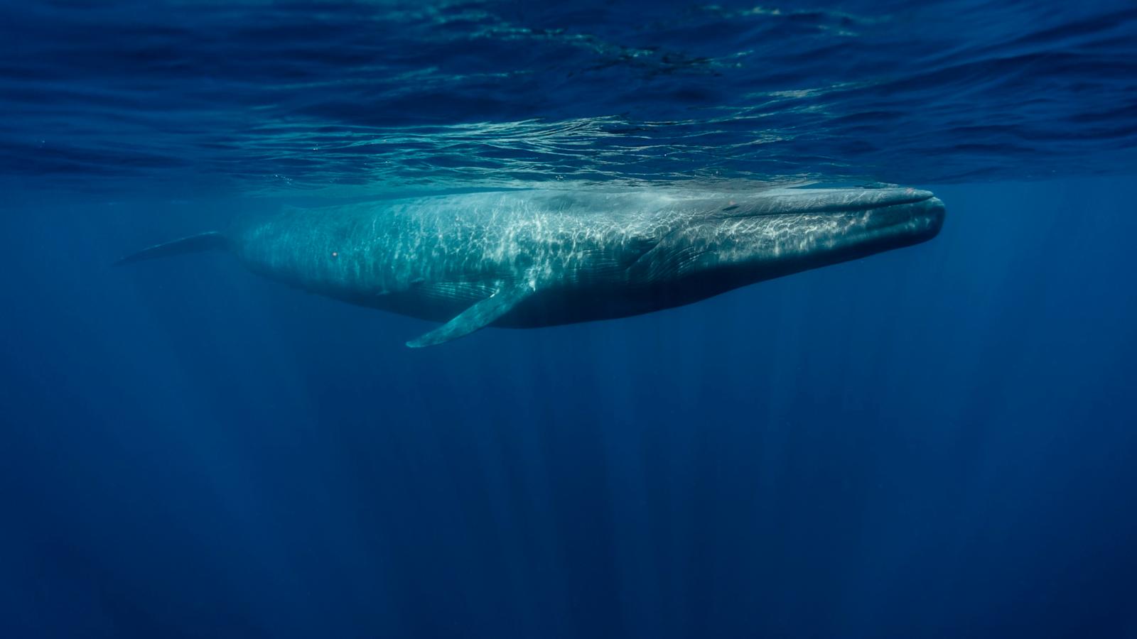 Cape Ann Whale Watch