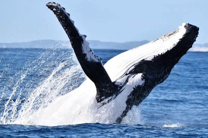 Whale Watching Gloucester MA