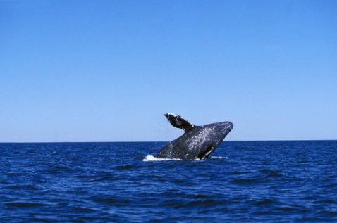 Whale Watching Gloucester MA