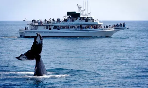 Whale Watching Gloucester MA