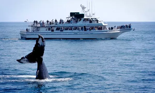 Whale Watching Gloucester MA